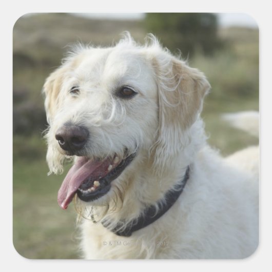 Hond in dopheideland vierkante sticker (Voorkant)