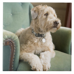 Hond in een stoel tegeltje