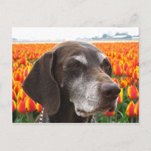hond in een tulpenveld briefkaart (Voorkant)