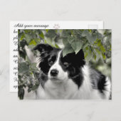  Hond in Green Leafy Woodland Briefkaart (Voorkant / Achterkant)