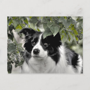 hond in Green Leafy Woodland Briefkaart