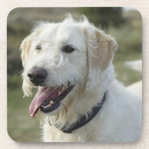 Hond in heide land. drankjes onderzetter