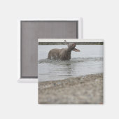 Hond in het meer van water schudden magneet (Voorkant / Achterkant)