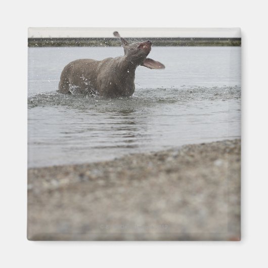 Hond in het meer van water schudden magneet (Voorkant)