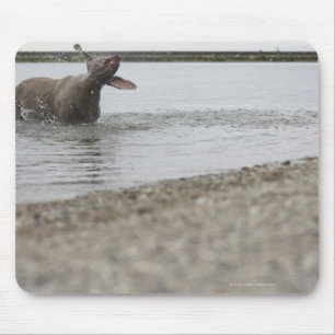 Hond in het meer van water schudden muismat