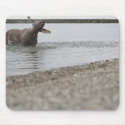 Hond in het meer van water schudden muismat (Voorkant)