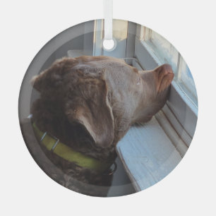 Hond in het raam glas ornament