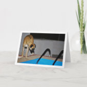 Hond in het zwembad kaart (Voorkant)