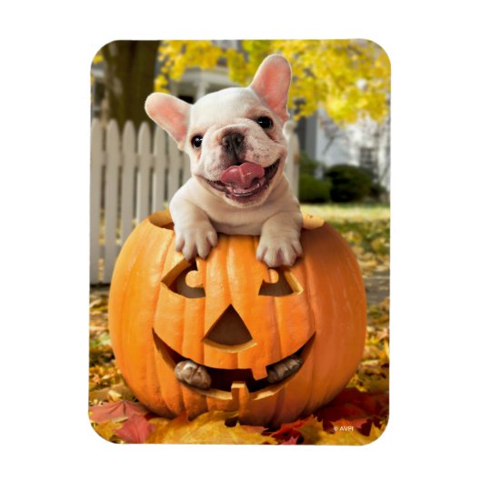 Hond in Jack-o-Lantern Magneet (Verticaal)
