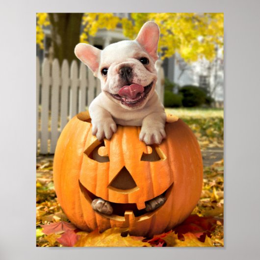 Hond in Jack-o-Lantern Poster (Voorkant)