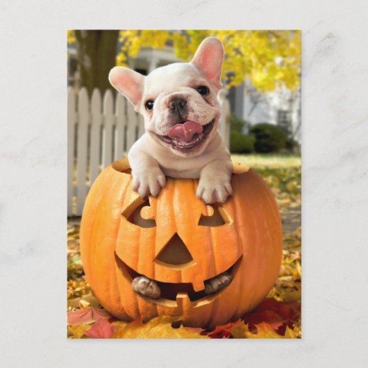 Hond in Jack-o-Lantern Uitnodiging Briefkaart (Voorkant)