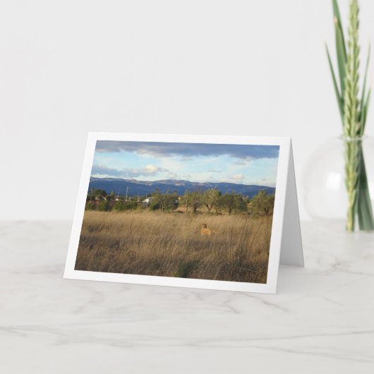 Hond in landschap kaart (Voorkant)