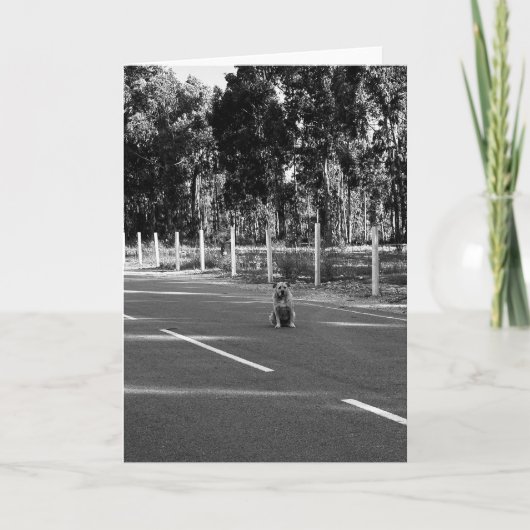 Hond in Portugal Grijswaarden Blank Notitiekaartje (Voorkant)