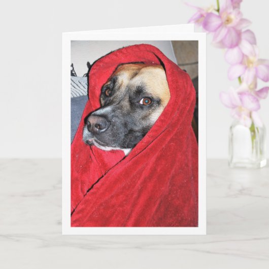 Hond in rode deken portret kaart (Orchidee)
