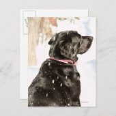 Hond in sneeuw briefkaart (Voorkant / Achterkant)