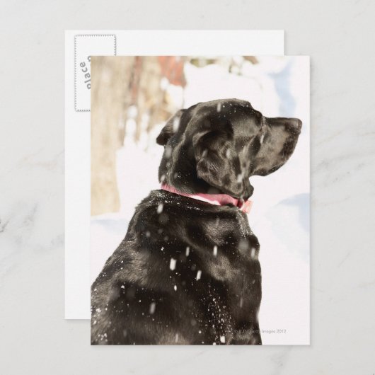 Hond in sneeuw briefkaart (Voorkant / Achterkant)