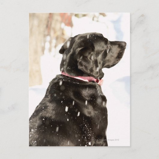 Hond in sneeuw briefkaart (Voorkant)