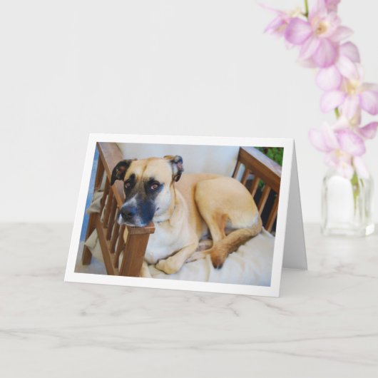 Hond in stoel Portret Kaart (Orchidee)