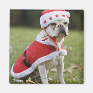 Hond in vakantiekuin magneet