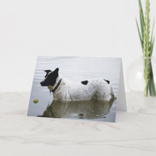 Hond in Water met de Bal van het Tennis Kaart