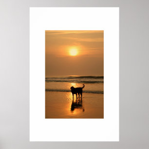 Hond in zonsopgang poster