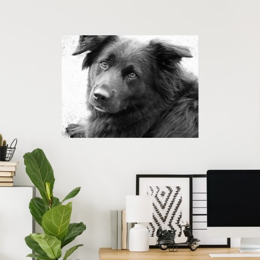 Hond in zwart-wit poster (Thuiskantoor)