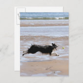 Hond jaagt een bal op het strand briefkaart (Voorkant / Achterkant)