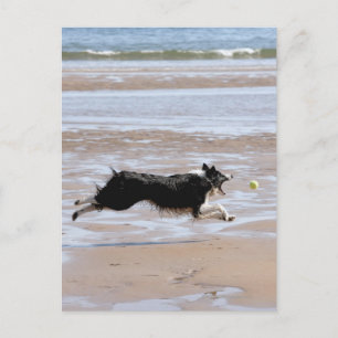 Hond jaagt een bal op het strand briefkaart