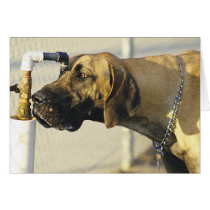 Hond Kaarten - Grote Deen