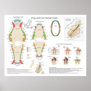 Hond Kat Veterinair Tandheelkundig Schema Poster