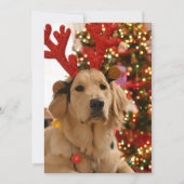 Hond Kerstmis Play Groep Bont Vrienden Feestdagenkaart (Voorkant)