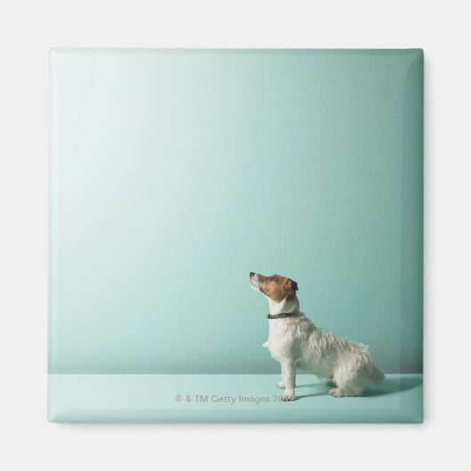 hond kijkt de ruimte in magneet (Voorkant)