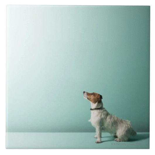 hond kijkt de ruimte in tegeltje (Voorkant)