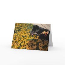 Hond kijkt naar bloemen zwarte ogen Susan Daisy