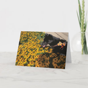 Hond kijkt naar bloemen zwarte ogen Susan Daisy Kaart