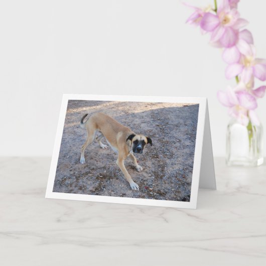 Hond klaar om te spelen kaart (Orchidee)