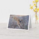 Hond klaar om te spelen kaart (Gele Bloem)