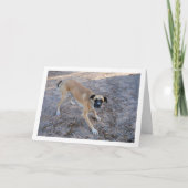 Hond klaar om te spelen kaart (Voorkant)