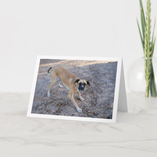 Hond klaar om te spelen kaart (Voorkant)