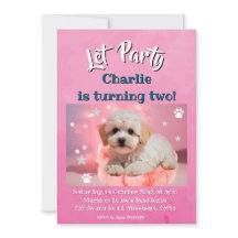 Hond Laten we feest verjaardag 