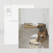 Hond liegend door een portier en kauwmail briefkaart (Voorkant / Achterkant)