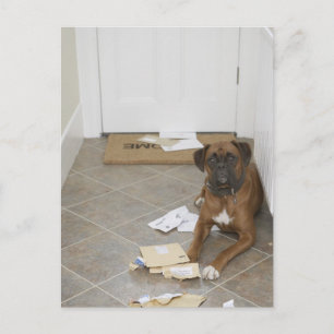 Hond liegend door een portier en kauwmail briefkaart