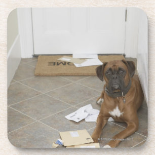 Hond liegend door een portier en kauwmail drankjes onderzetter