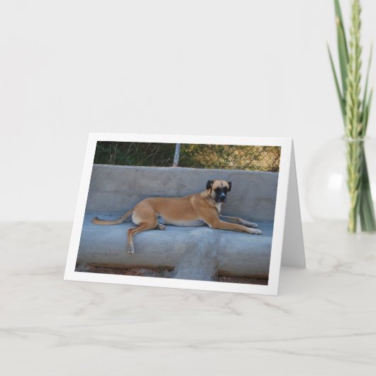 Hond Liggend Portret Kaart (Voorkant)