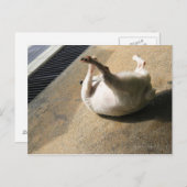 Hond ligt op de vloer briefkaart (Voorkant / Achterkant)