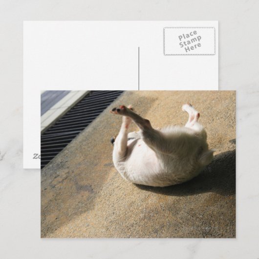 Hond ligt op de vloer briefkaart (Voorkant / Achterkant)