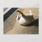 Hond ligt op de vloer briefkaart (Voorkant)