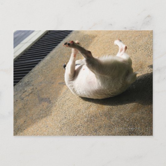 Hond ligt op de vloer briefkaart (Voorkant)