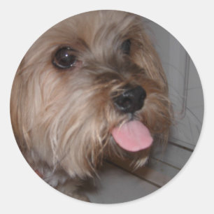Hond likken lucht ronde sticker