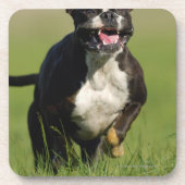 Hond loopt bier onderzetter (Voorkant)